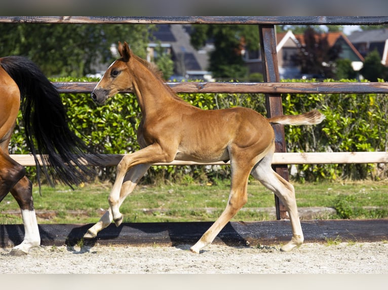 Anglo European Studbook Stallion Foal (06/2025) Brown-Light in Waddinxveen