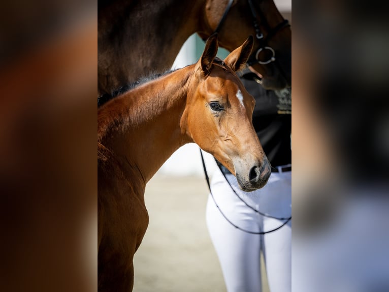 Anglo European Studbook Stallion Foal (05/2025) Brown in Brzoza