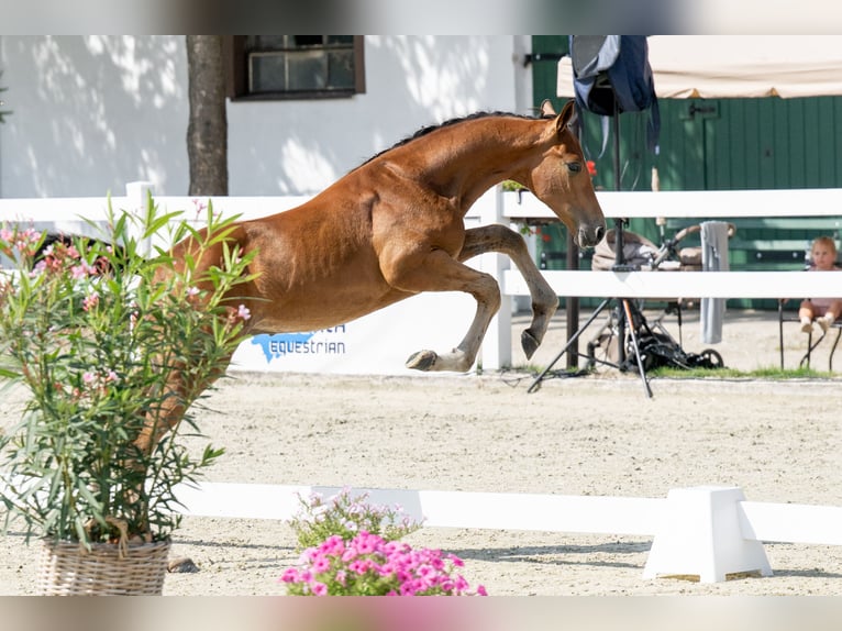Anglo European Studbook Stallion Foal (05/2025) Brown in Brzoza