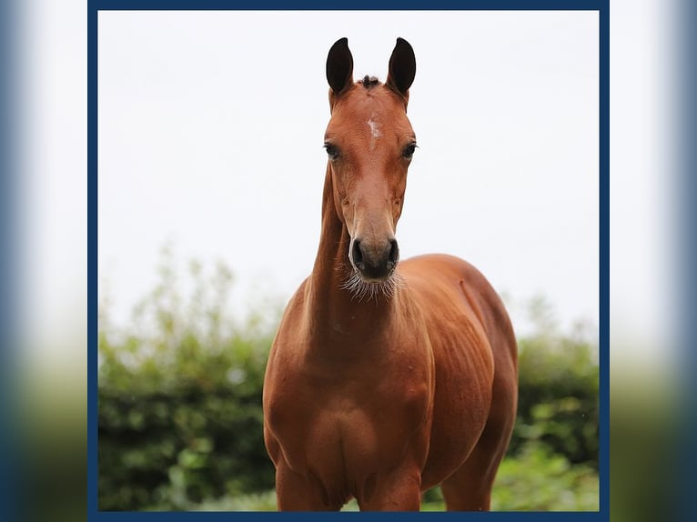 Anglo European Studbook Stallion Foal (01/2024) Brown in Gieten