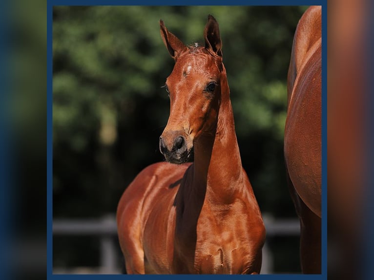 Anglo European Studbook Stallion Foal (01/2024) Brown in Gieten