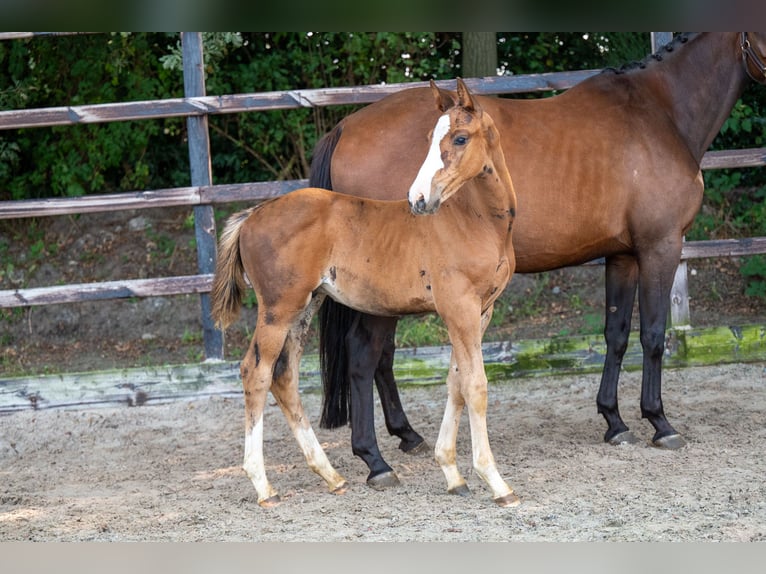 Anglo European Studbook Stallion Foal (01/2024) Brown in GROTE-BROGEL