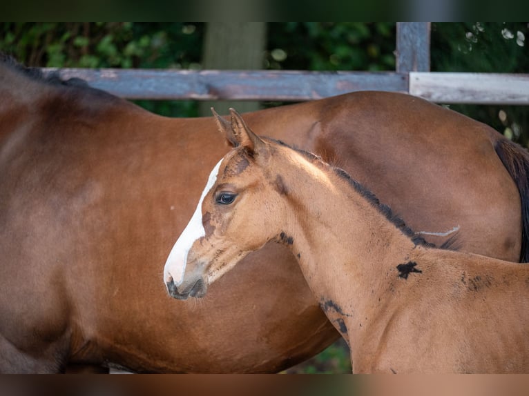 Anglo European Studbook Stallion Foal (01/2024) Brown in GROTE-BROGEL