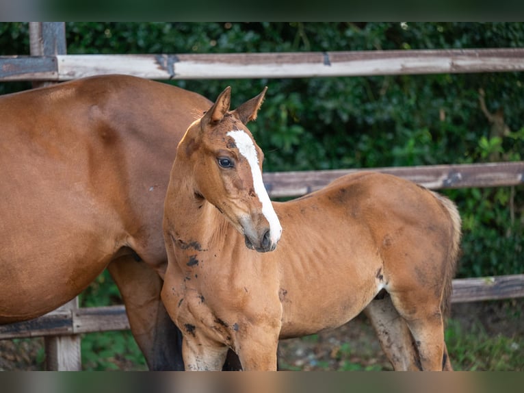 Anglo European Studbook Stallion Foal (01/2024) Brown in GROTE-BROGEL