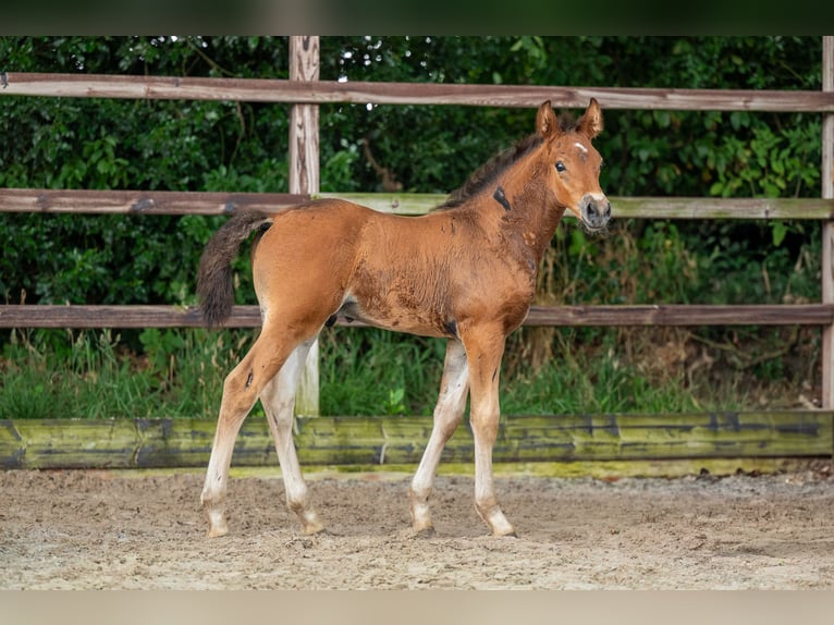 Anglo European Studbook Stallion Foal (05/2025) Brown in GROTE-BROGEL