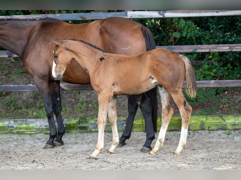 Anglo European Studbook Stallion Foal (01/2024) Brown in GROTE-BROGEL