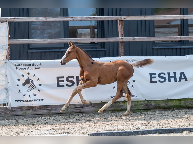 Anglo European Studbook Stallion Foal (01/2024) Brown in GROTE-BROGEL