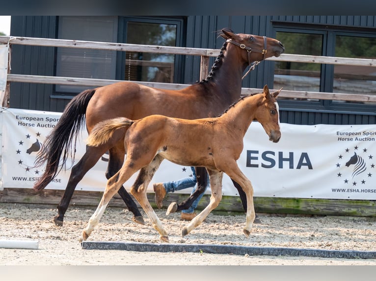 Anglo European Studbook Stallion Foal (01/2024) Brown in GROTE-BROGEL