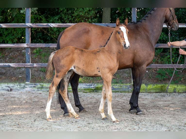 Anglo European Studbook Stallion Foal (01/2024) Brown in GROTE-BROGEL