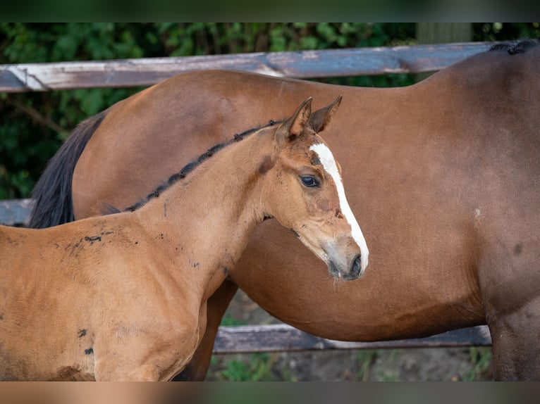 Anglo European Studbook Stallion Foal (01/2024) Brown in GROTE-BROGEL