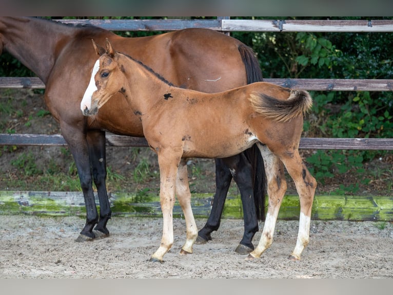 Anglo European Studbook Stallion Foal (01/2024) Brown in GROTE-BROGEL