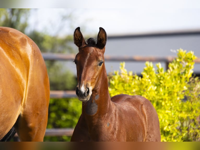 Anglo European Studbook Stallion Foal (06/2025) Brown in Waddinxveen