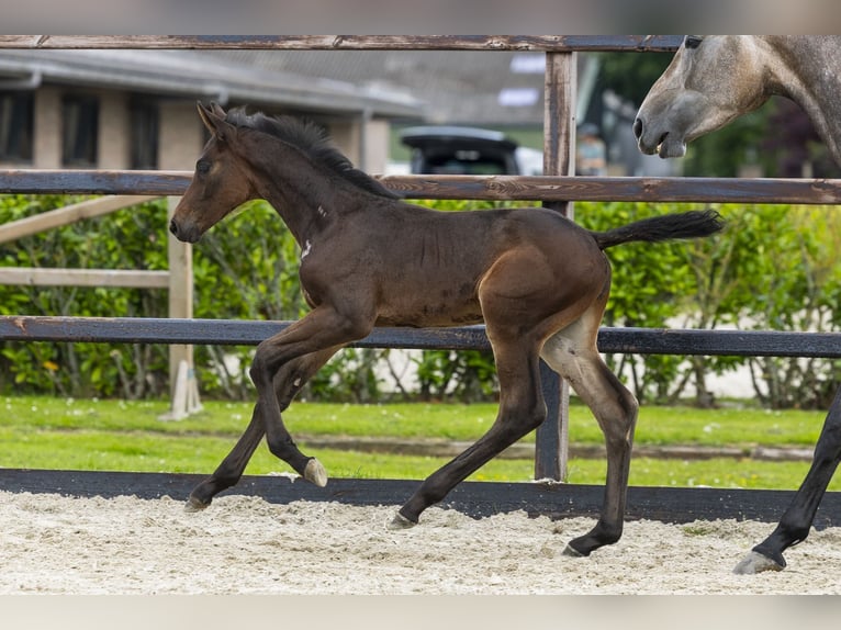 Anglo European Studbook Stallion Foal (05/2026) Brown in Waddinxveen