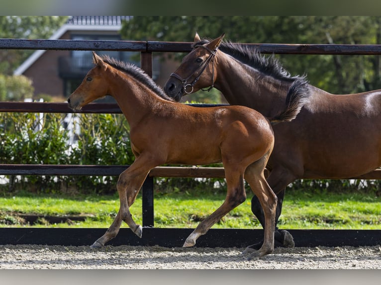 Anglo European Studbook Stallion Foal (06/2025) Brown in Waddinxveen