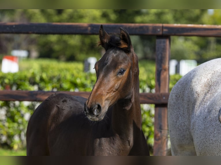 Anglo European Studbook Stallion Foal (05/2025) Brown in Waddinxveen