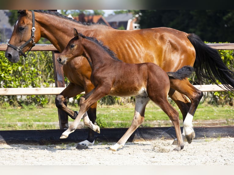 Anglo European Studbook Stallion Foal (06/2025) Brown in Waddinxveen