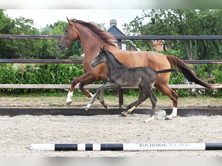 Anglo European Studbook Stallion Foal (07/2026) Brown in Waddinxveen