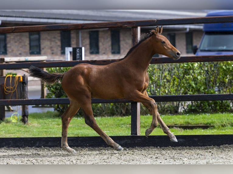 Anglo European Studbook Stallion Foal (06/2025) Brown in Waddinxveen