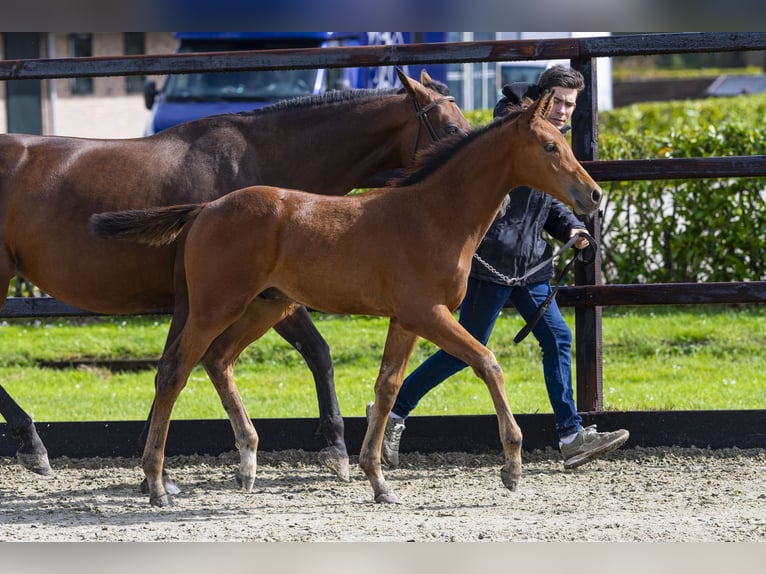 Anglo European Studbook Stallion Foal (06/2025) Brown in Waddinxveen