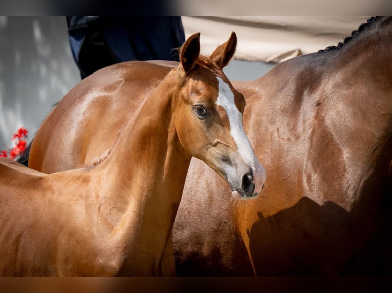 Anglo European Studbook Stallion Foal (04/2025) Chestnut-Red in Brzoza