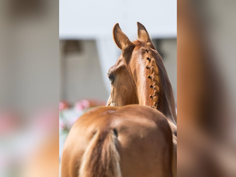 Anglo European Studbook Stallion Foal (04/2025) Chestnut-Red in Brzoza