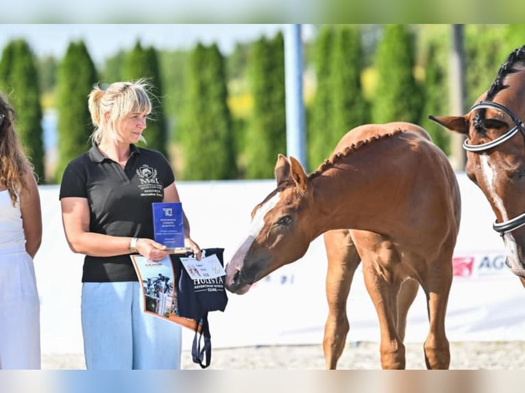 Anglo European Studbook Stallion Foal (04/2025) Chestnut-Red in Brzoza