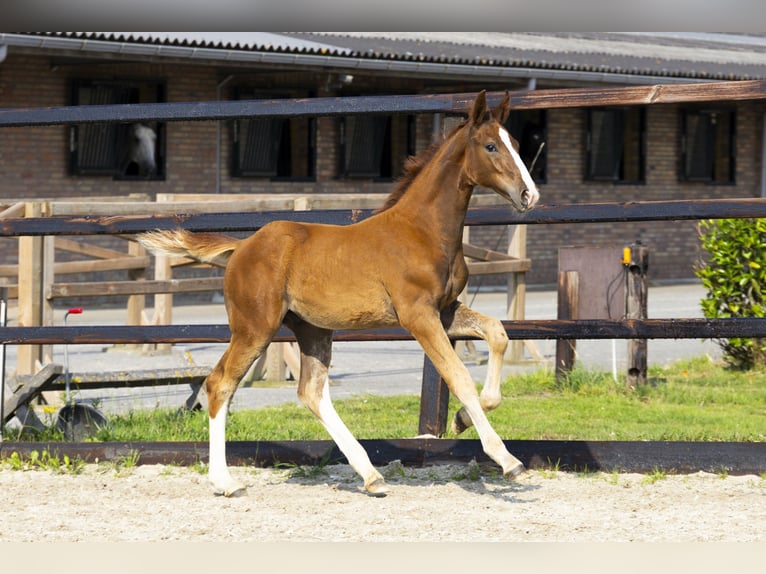 Anglo European Studbook Stallion Foal (04/2025) Chestnut-Red in Waddinxveen