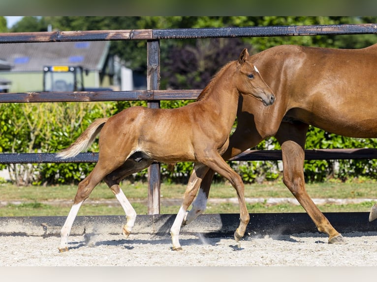 Anglo European Studbook Stallion Foal (05/2026) Chestnut-Red in Waddinxveen