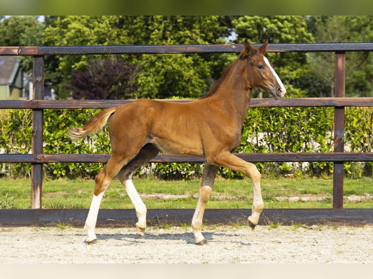 Anglo European Studbook Stallion Foal (04/2025) Chestnut-Red in Waddinxveen