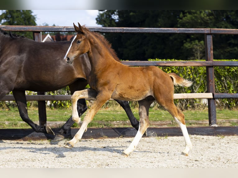 Anglo European Studbook Stallion Foal (04/2025) Chestnut-Red in Waddinxveen