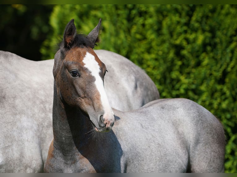 Anglo European Studbook Stallion Foal (05/2024) Gray in Northwich, Cheshire