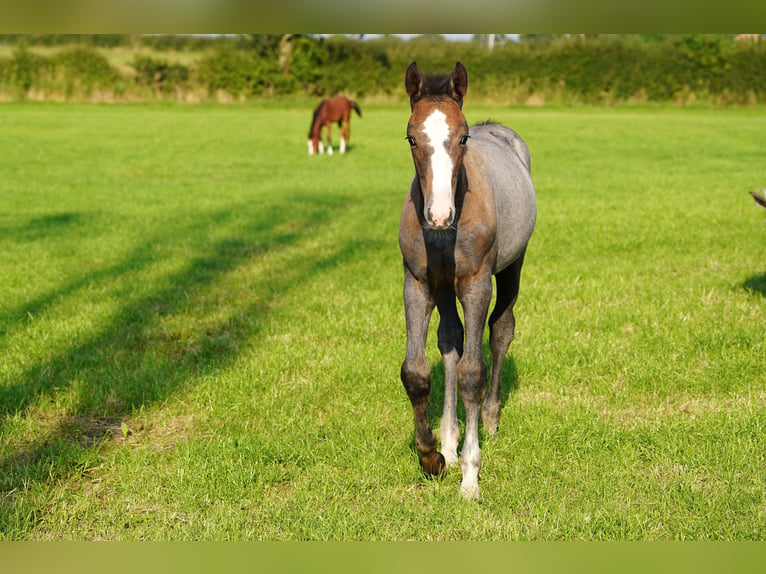 Anglo European Studbook Stallion Foal (05/2024) Gray in Northwich, Cheshire