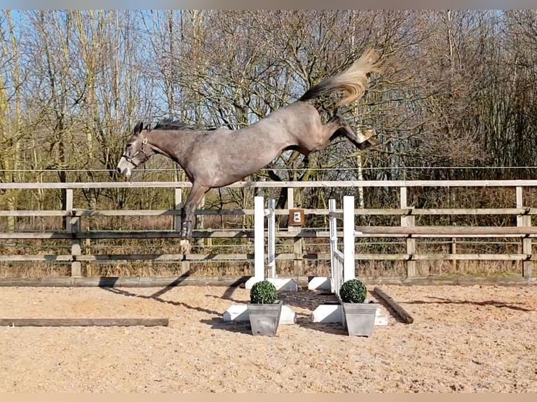 Anglo European Studbook Stallion Foal (05/2024) Gray in Northwich, Cheshire