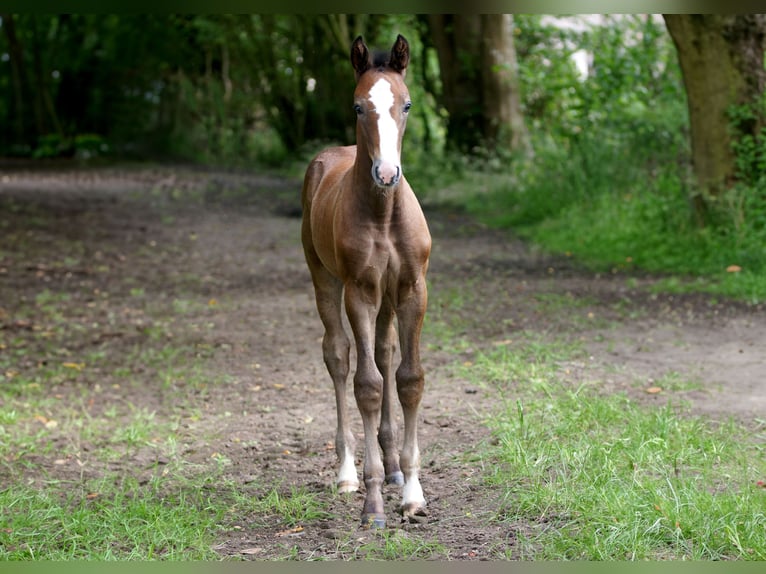 Anglo European Studbook Stallion Foal (05/2024) Gray in Northwich, Cheshire