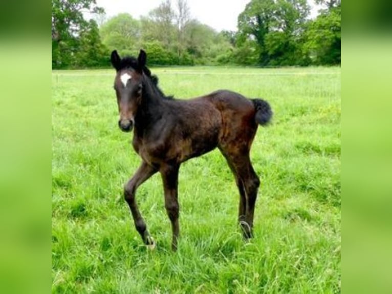 Anglo European Studbook Stallion Foal (04/2024) Gray in SUSSEX