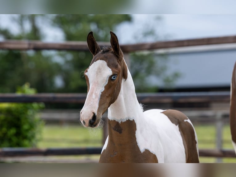 Anglo European Studbook Stallion Foal (04/2026) Pinto in Waddinxveen