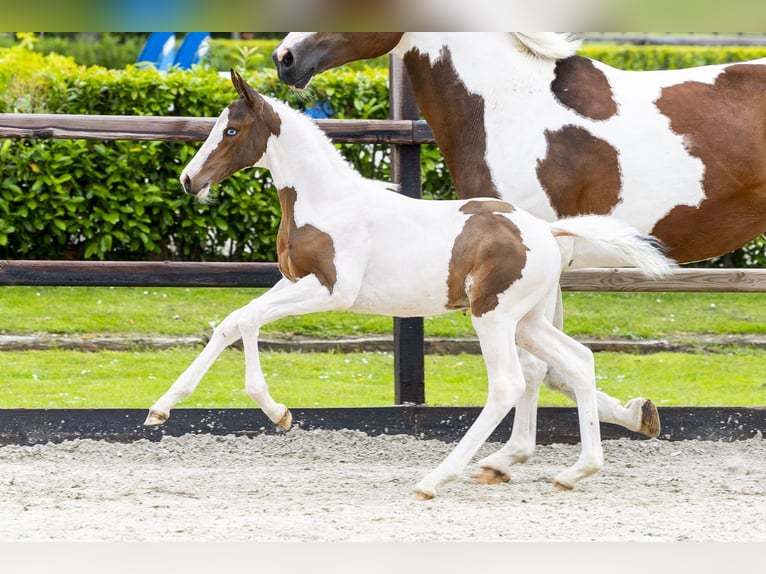 Anglo European Studbook Stallion Foal (04/2026) Pinto in Waddinxveen