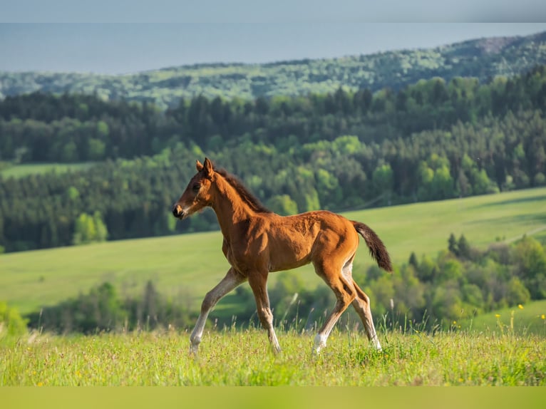 Anglo European Studbook Stallion Foal (03/2024) in Gorlice