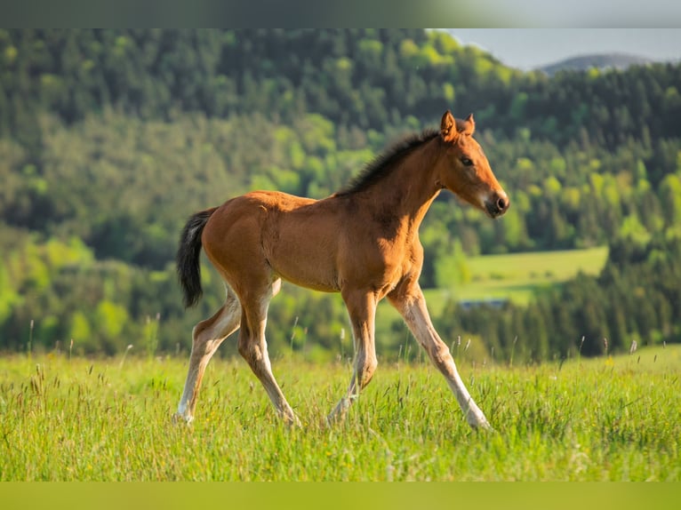 Anglo European Studbook Stallion Foal (03/2024) in Gorlice