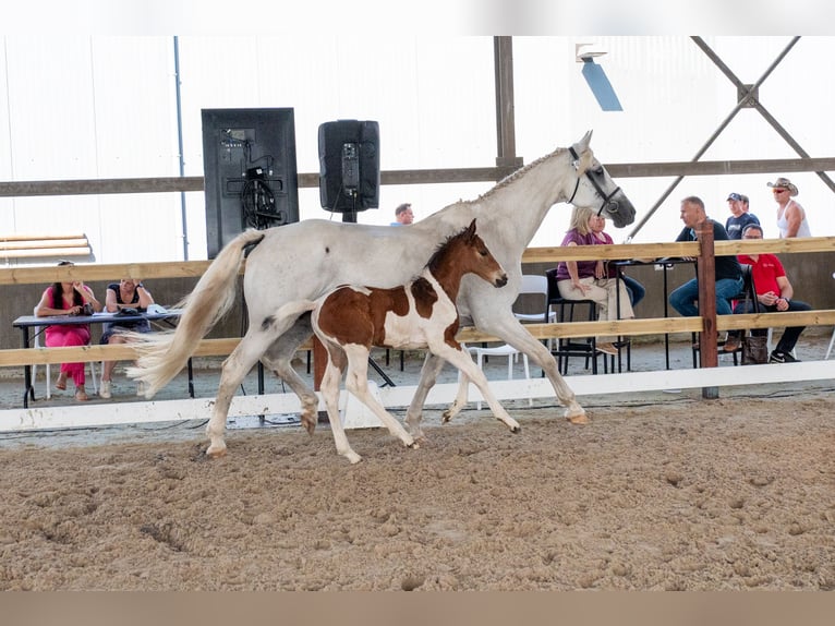 Anglo European Studbook Stallion Foal (05/2026)  in GROTE-BROGEL