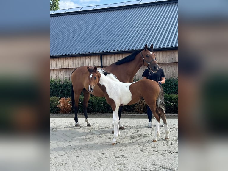 Anglo European Studbook Stallion Foal (05/2025) in GROTE-BROGEL