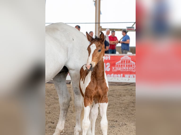 Anglo European Studbook Stallion Foal (05/2026)  in GROTE-BROGEL