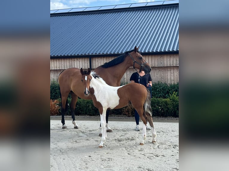Anglo European Studbook Stallion Foal (05/2025) in GROTE-BROGEL