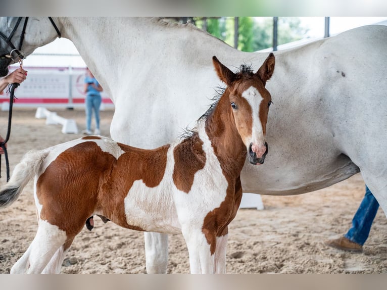Anglo European Studbook Stallion Foal (05/2026)  in GROTE-BROGEL