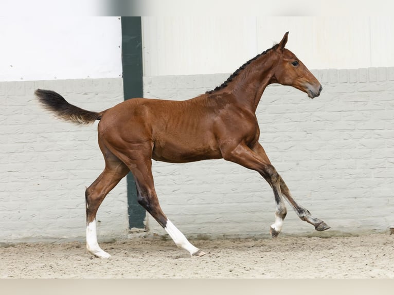 Anglo European Studbook Stallion Foal (03/2025) in Heerde