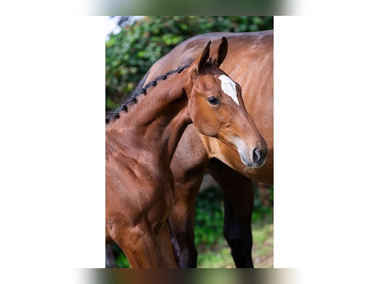 Anglo European Studbook Stallion Foal (03/2025) in Heerde