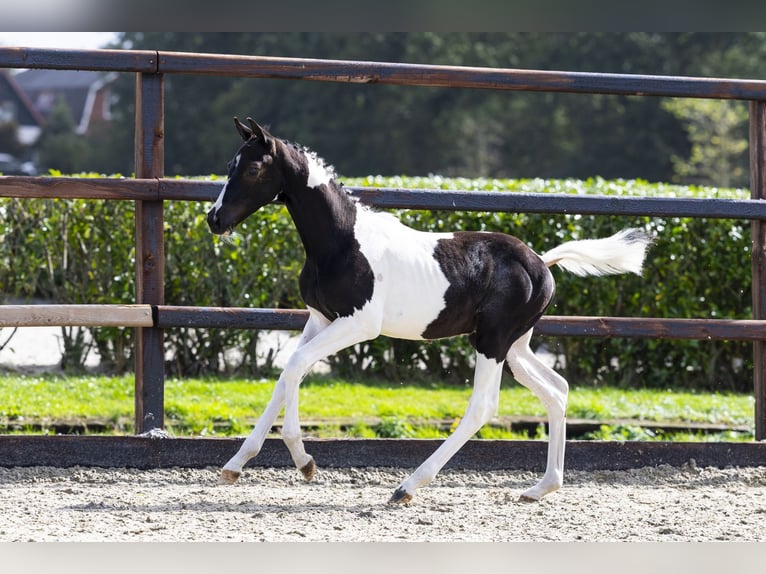 Anglo European Studbook Stallion Foal (05/2025) in Waddinxveen