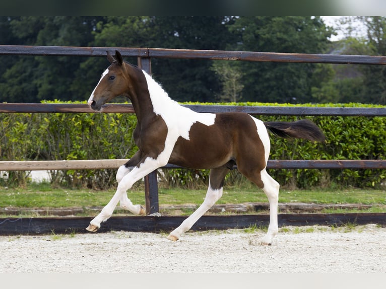 Anglo European Studbook Stallion Foal (02/2025) in Waddinxveen