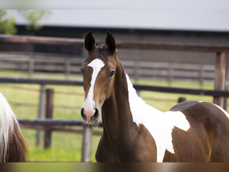 Anglo European Studbook Stallion Foal (02/2025) in Waddinxveen