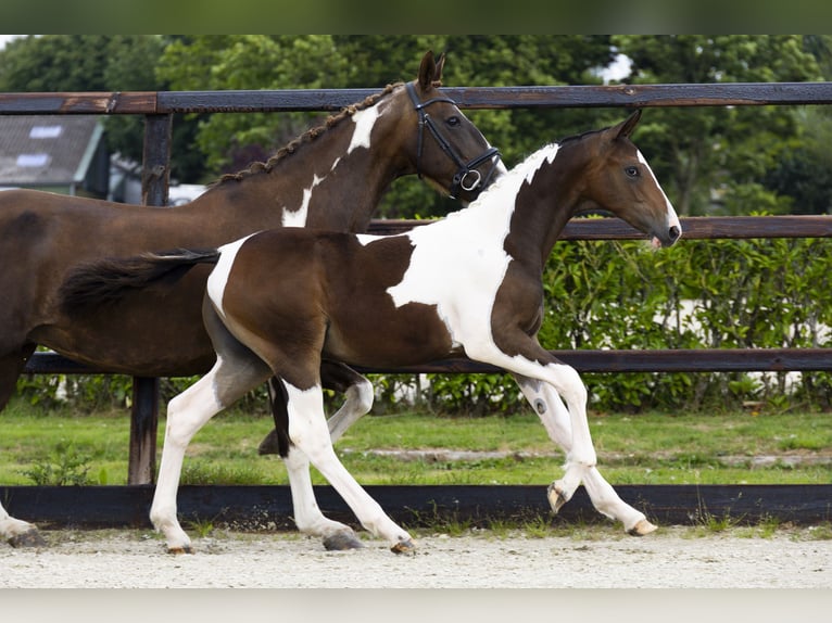 Anglo European Studbook Stallion Foal (02/2025) in Waddinxveen